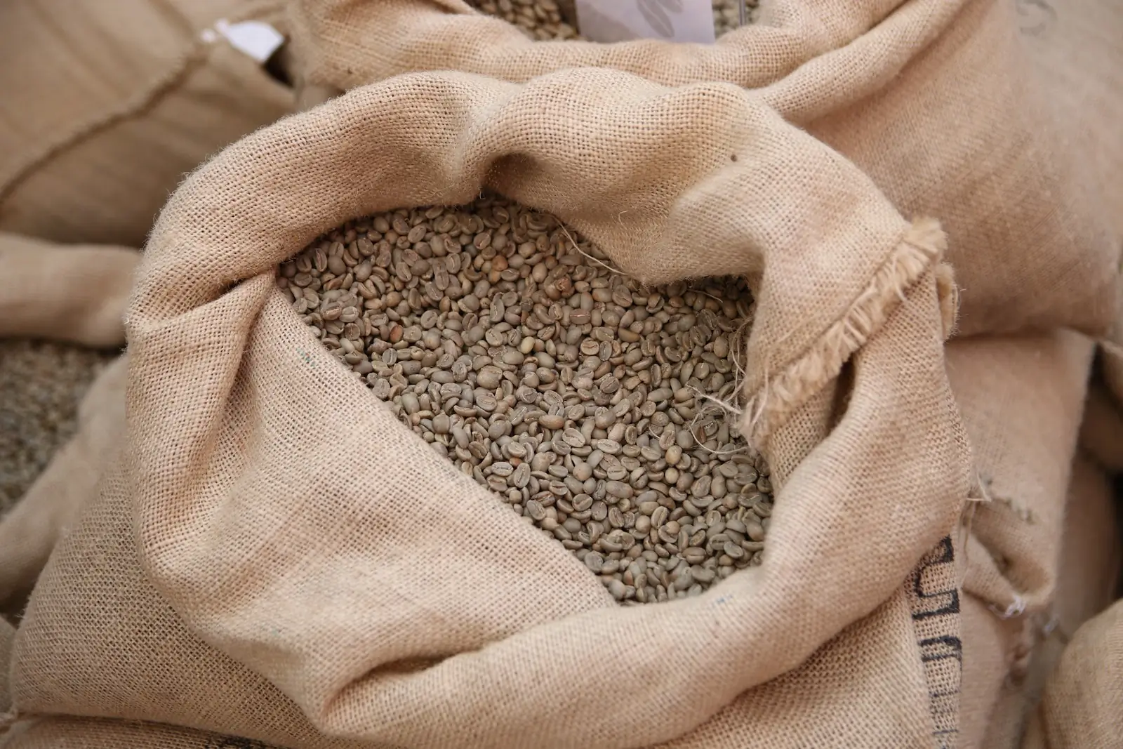 Råa, orostade kaffebönor i en öppen jutesäck bland fler säckar