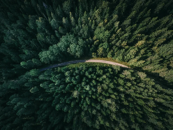 Forestry exports